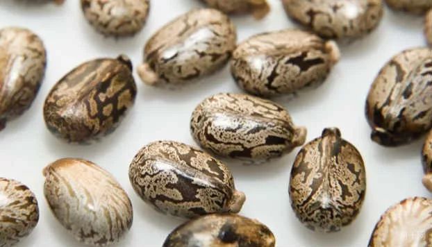 蓖麻子2.jpg 蓖麻子2.jpg