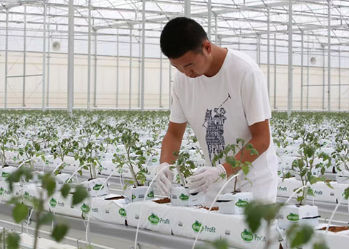 村企合作種植櫻桃番茄.jpg 村企合作種植櫻桃番茄.jpg