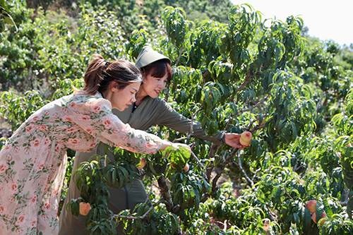 紅山頂桃子成熟 采摘體驗正當時.jpg