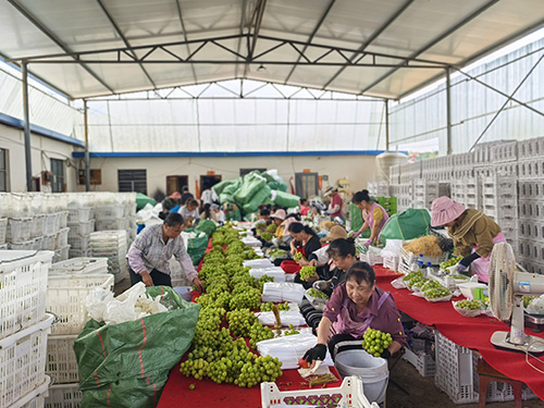 甘莊街道“陽光玫瑰”葡萄上市.jpg 甘莊街道“陽光玫瑰”葡萄上市.jpg