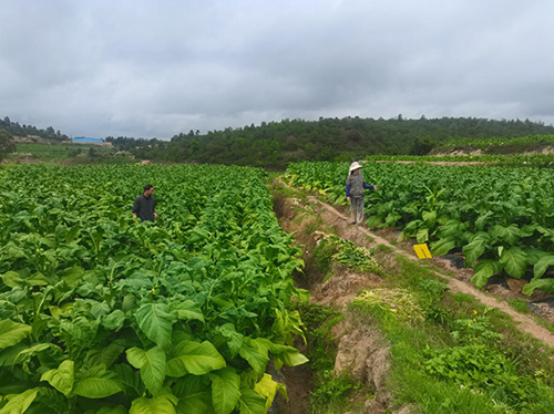 8萬多畝烤煙即將進入采烤期.jpg