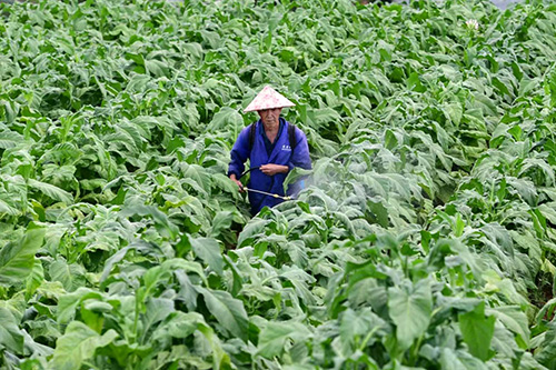 田間勤管理 煙農(nóng)盼增收.jpg