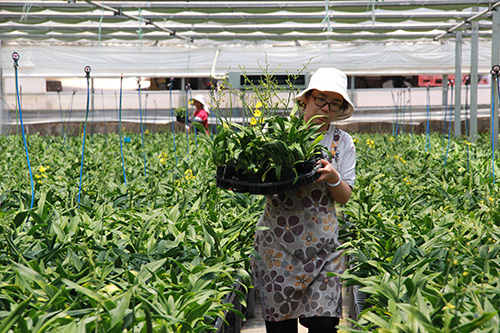花卉產業為鄉村振興增色添彩.jpg