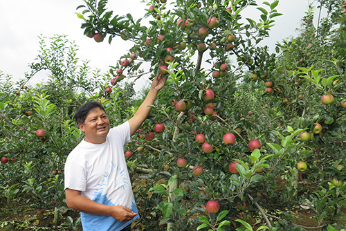 華寧推廣蘋果種植3000畝.jpg