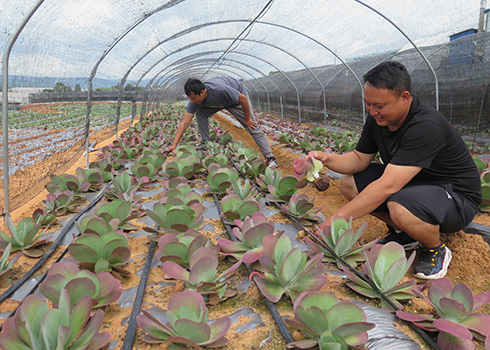 江川區安化鄉光山村多元化聯農帶農助推鄉村振興 1.jpg
