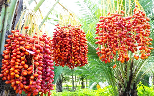 “沙漠面包”引種成功.jpg “沙漠面包”引種成功.jpg