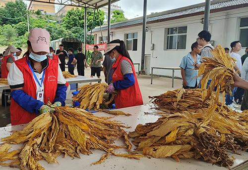 烤煙收購工作拉開序幕.jpg 烤煙收購工作拉開序幕.jpg
