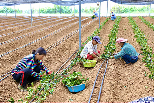 阿莓莓農業：發展有機草莓種植蹚出助農增收新路.jpg