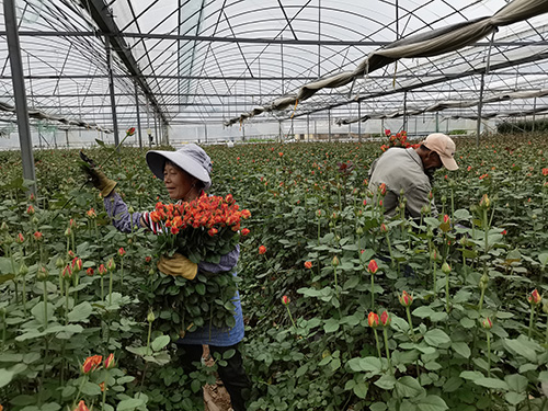 錦海公司：科技賦能生產力種出鮮花新圖景.jpg