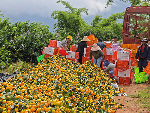 新平縣18萬余畝柑橘陸續成熟上市.jpg
