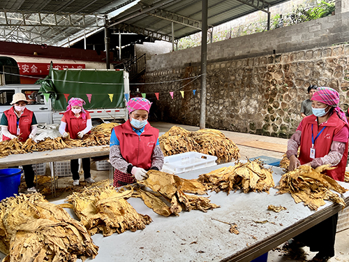 烤煙收購有序進行.jpg 烤煙收購有序進行.jpg