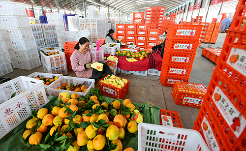 華寧柑橘遠銷俄羅斯.jpg