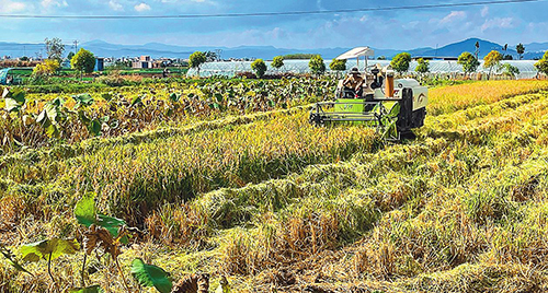 海滸社區生態水稻喜迎豐收.jpg