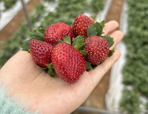 草莓上市 價格偏高.jpg