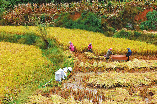 哈尼梯田奏響豐收曲.jpg