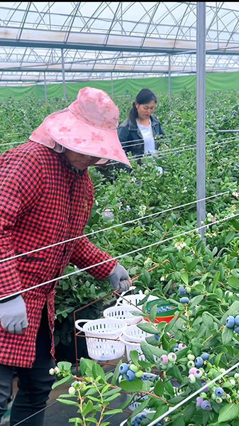 藍莓產業成為驅動鄉村振興的“藍色引擎”.jpg