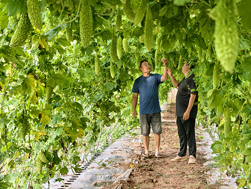 漠沙鎮(zhèn)：輪作增效益 賦能產(chǎn)業(yè)興.jpg