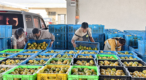 漠沙鎮(zhèn)多措并舉推動(dòng)柑橘產(chǎn)業(yè)提質(zhì)增效.jpg 漠沙鎮(zhèn)多措并舉推動(dòng)柑橘產(chǎn)業(yè)提質(zhì)增效.jpg