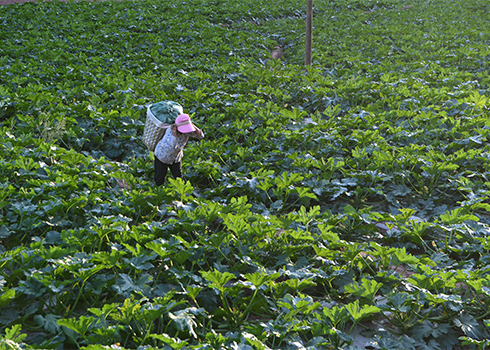 十街鄉著力發展冬早蔬菜助農增收.jpg 十街鄉著力發展冬早蔬菜助農增收.jpg
