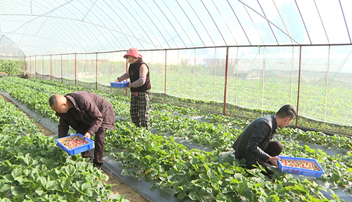 可官社區:草莓迎豐收 日子更紅火.jpg 可官社區:草莓迎豐收 日子更紅火.jpg