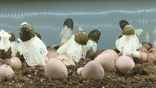 澄江奏響鄉村振興 “奮進曲”1.jpg 澄江奏響鄉村振興 “奮進曲”1.jpg