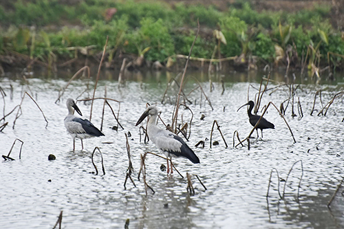 彩鹮和鉗嘴鸛在星云湖畔同框.jpg 彩鹮和鉗嘴鸛在星云湖畔同框.jpg