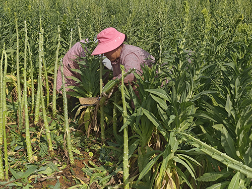 韓所社區:貢菜種出增收新希望.jpg 韓所社區:貢菜種出增收新希望.jpg