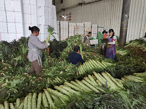 通海：復(fù)工保供應(yīng) 拎穩(wěn)“菜籃子”.jpg