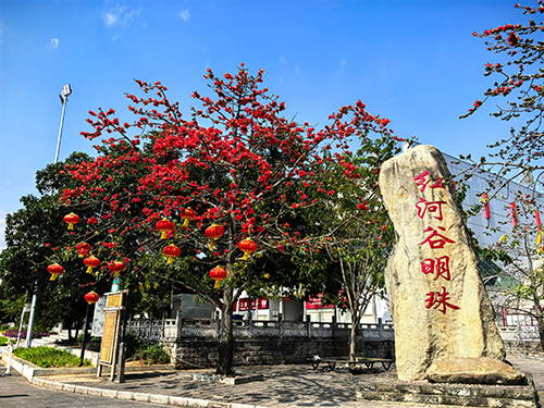 攀枝花綻放 共賞春日盛景.jpg