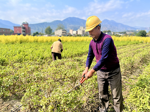 人勤春來早 花農修剪忙.jpg