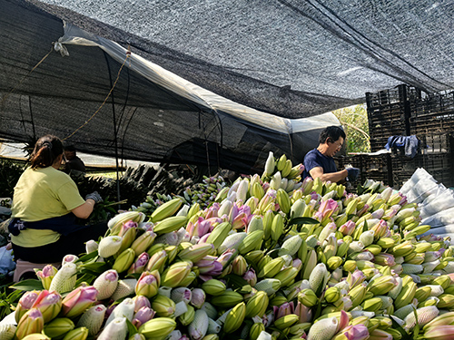 百合花開產(chǎn)業(yè)興.jpg