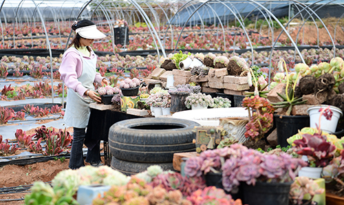 多肉產業助力鄉村振興.jpg