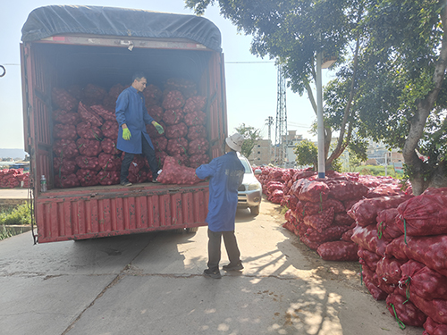 寧海街道洋蔥豐收.jpg 寧海街道洋蔥豐收.jpg