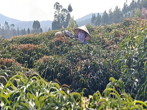 L_1742377386285119954490375.jpg L_1742377386285119954490375.jpg