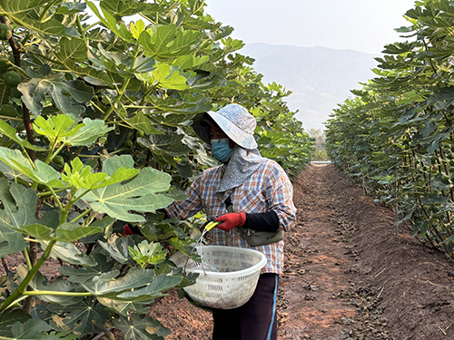 龍?zhí)渡鐓^(qū)無花果迎來盛產(chǎn)期.jpg
