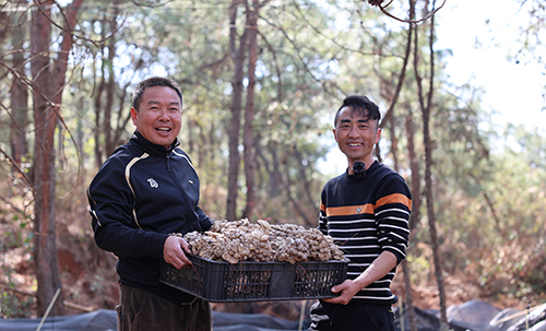 雄關(guān)鄉(xiāng)北風(fēng)菌仿野生栽培帶來好“錢”景.jpg