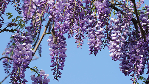 紫藤花宴:讓春天在舌尖綻放.jpg 紫藤花宴:讓春天在舌尖綻放.jpg