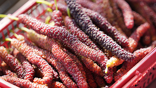 北城果飄香 清明“采桑子”1.jpg