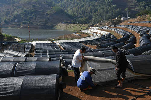 龍潭鄉實施科學化育苗.jpg 龍潭鄉實施科學化育苗.jpg