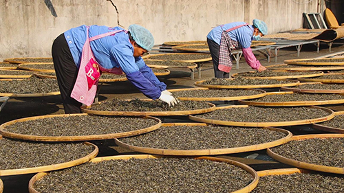 新平:科學保護古茶樹賦能茶產業高質量發展.jpg 新平:科學保護古茶樹賦能茶產業高質量發展.jpg