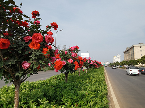 月季綻放扮靚城市道路.jpg