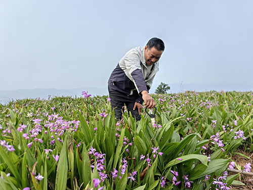 黎明村白芨種植助農增收.jpg 黎明村白芨種植助農增收.jpg