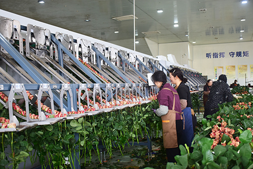 科技興花激活發展新動能.jpg 科技興花激活發展新動能.jpg