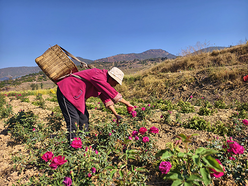 食用玫瑰采收忙.jpg