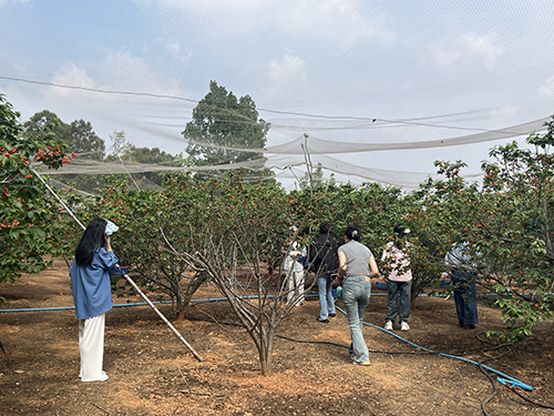 櫻桃紅了，踏青嘗鮮兩相宜.jpg
