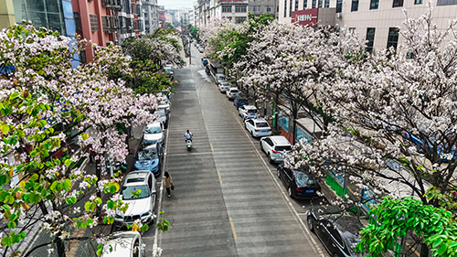 春日玉溪繁花似錦1.jpg 春日玉溪繁花似錦1.jpg
