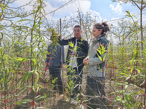 華寧縣閑置林地變“綠色銀行”.jpg 華寧縣閑置林地變“綠色銀行”.jpg