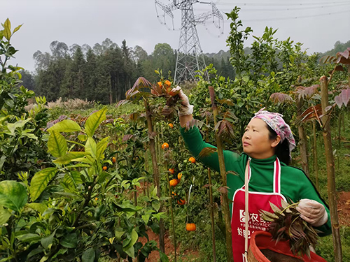 因遠鎮“小香椿”成強村富民“大產業”.jpg 因遠鎮“小香椿”成強村富民“大產業”.jpg
