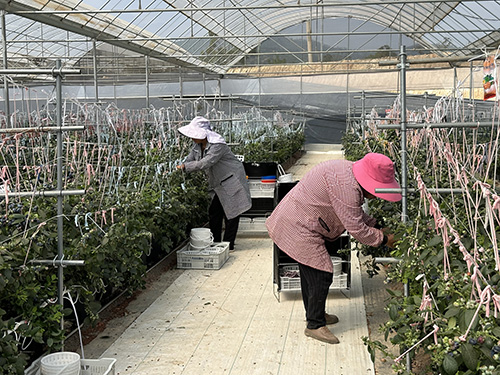 甸苴社區:喚醒“沉睡”資源 發展特色產業1.jpg 甸苴社區:喚醒“沉睡”資源 發展特色產業1.jpg