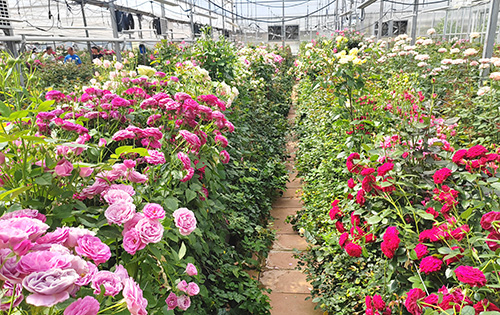 錦海花卉舉辦2025月季切花自育新品種發(fā)布會.jpg 錦海花卉舉辦2025月季切花自育新品種發(fā)布會.jpg